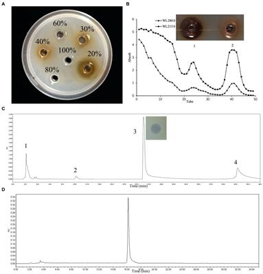 Frontiers | Purification And Characterization Of Bacteriocin Produced ...